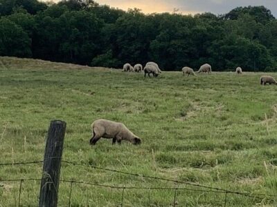 Tried & True Remedies for Garden Weeds and Pests Image